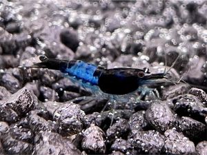 Blue Rili Garnele - Neocaridina sp.