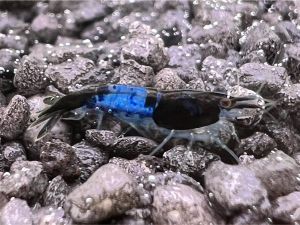 Blue Rili Garnele - Neocaridina sp.