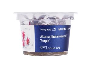 Alternanthera reineckii Purple