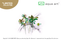 Bucephalandra sp. ’Aqua Artica’