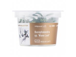 Bucephalandra sp.’Wave Leaf’