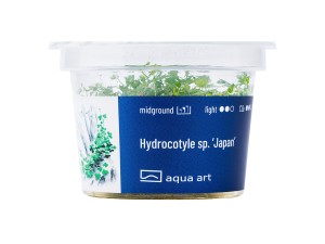 Hydrocotyle sp. Japan