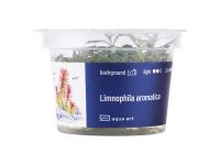 Limnophila aromatica