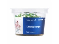 Ludwigia brevipes