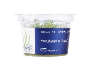 Myriophyllum sp. Guyana