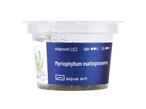 Myriophyllum mattogrossense