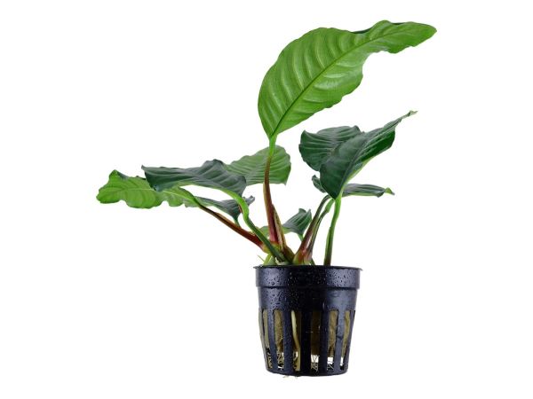 Anubias barteri Coffeifolia