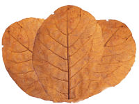 Seemandelbaumblätter 10-15 cm - 10Stk.