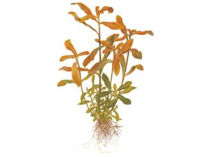 Ammannia crassicaulis