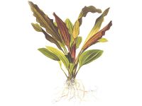 Echinodorus Rosé