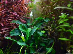 Bucephalandra pygmaea Wavy Green