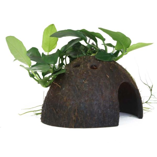 Anubias barteri var. nana on a coconut shell