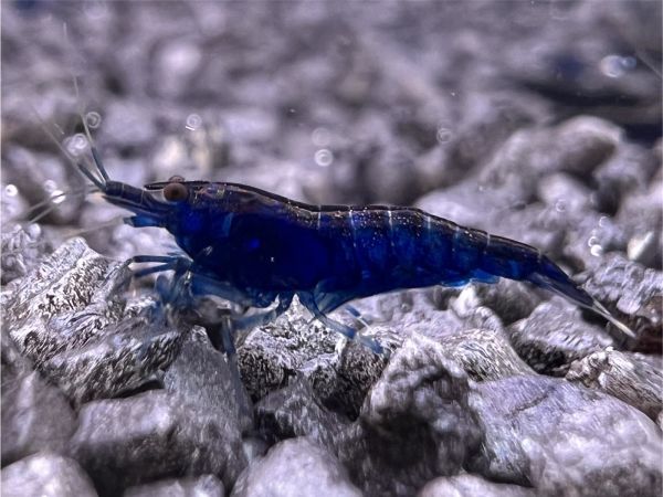 Blue Dream Garnele - Neocaridina sp. (DNZ)