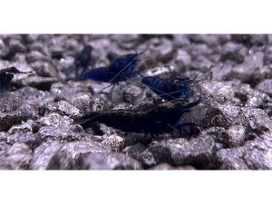 Blue Dream Garnele - Neocaridina sp. (DNZ)