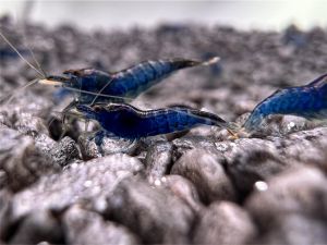 Blue Velvet Garnele - Neocaridina sp. (DNZ)