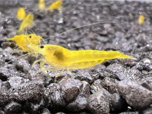 Yellow Fire Garnele - Neocaridina sp. (DNZ)