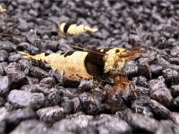Black Bee Garnele - Caridina logemanni (DNZ)