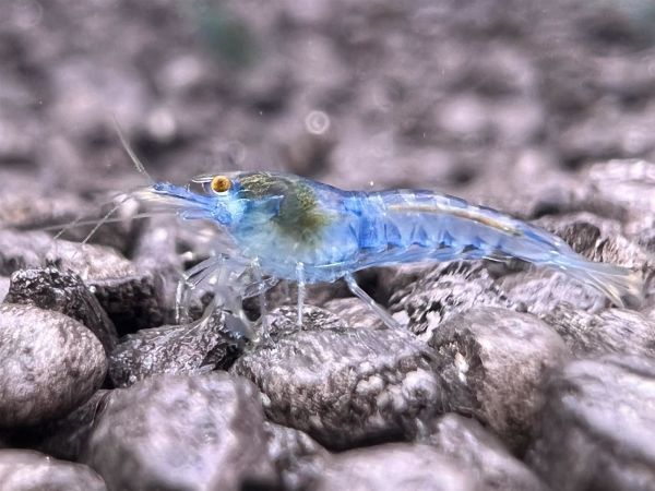 Blue Jelly Garnele - Neocaridina sp.