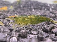 Green Fire Garnele - Neocaridina sp.